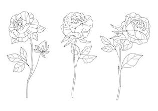 rose drawings